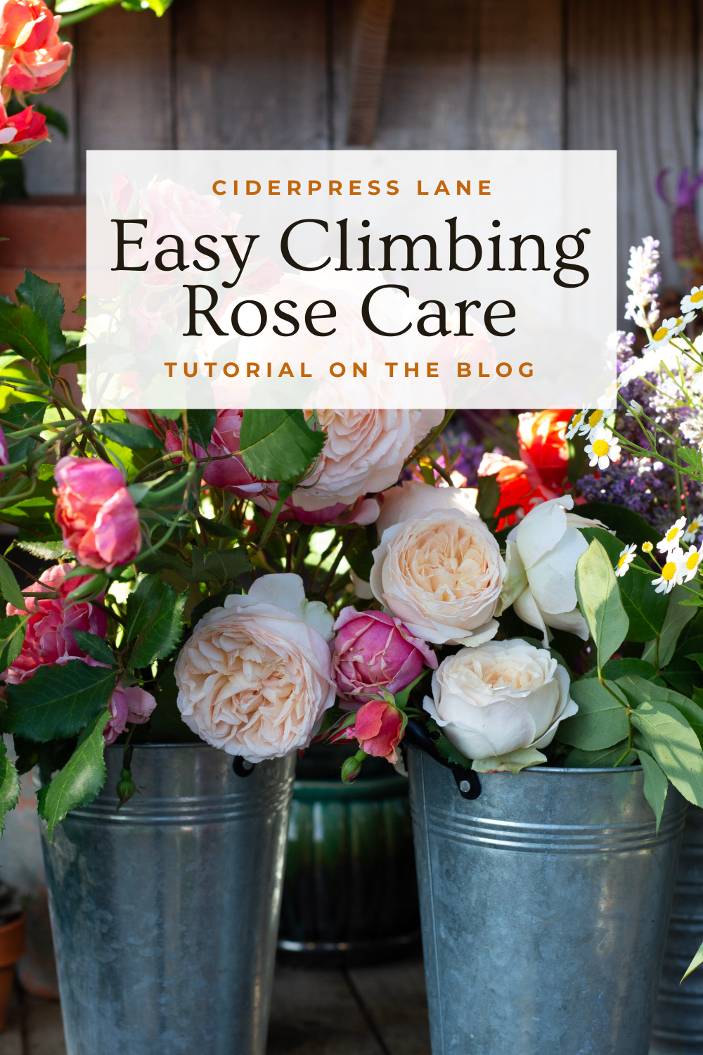 when to prune climbing roses