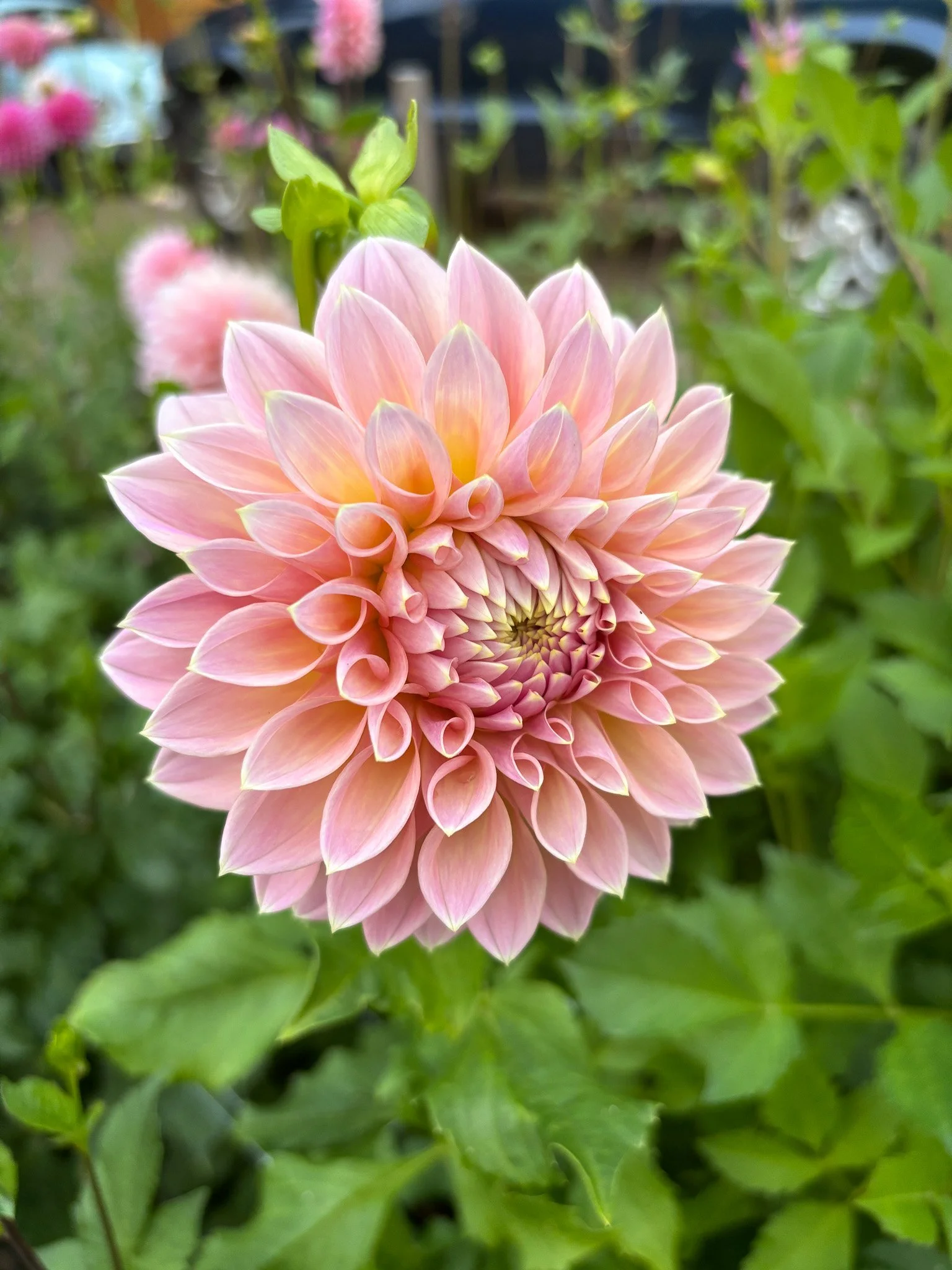 Dahlia : Castle Drive