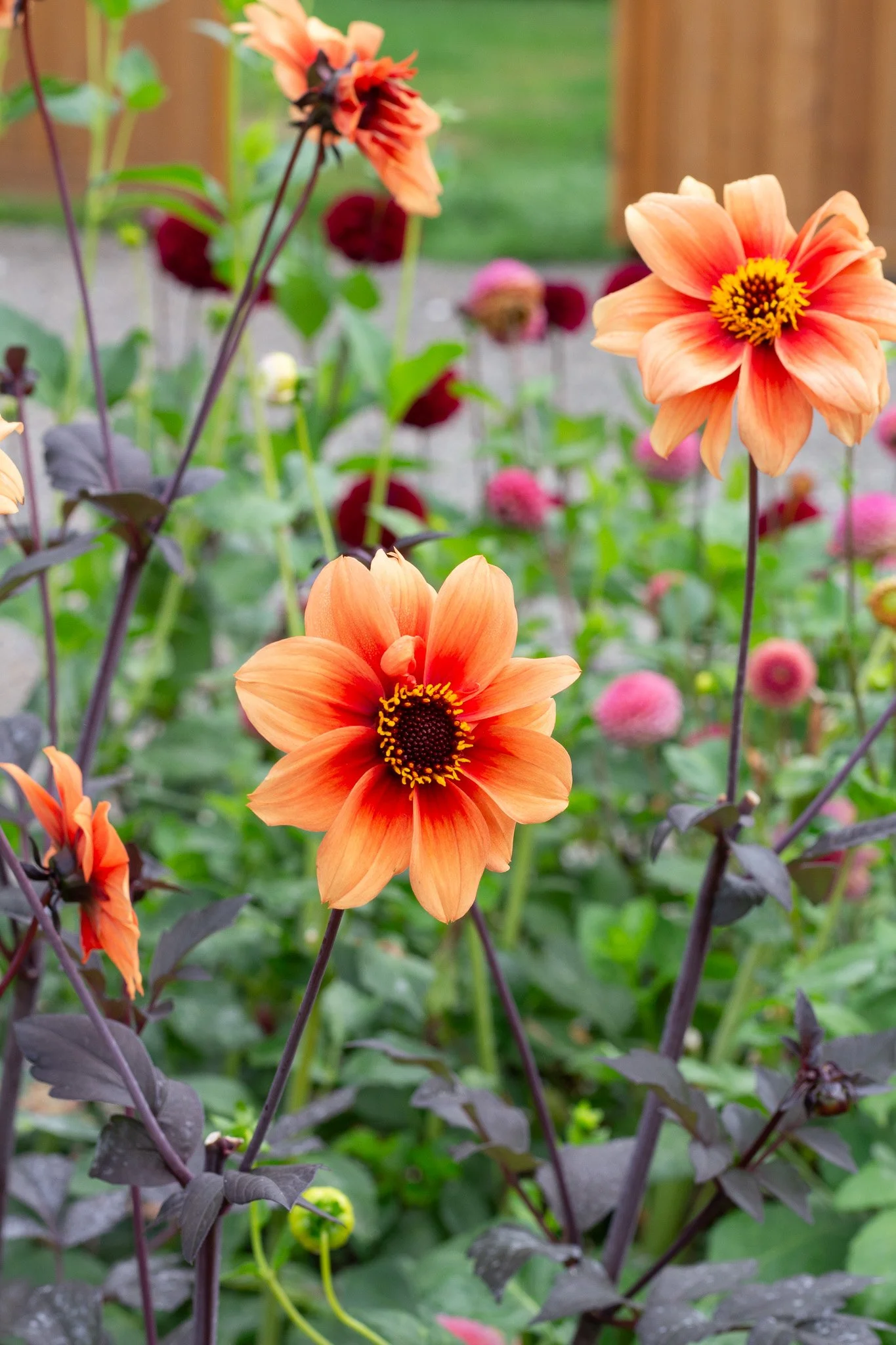 Bishop of Fire 23.jpg