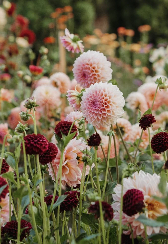 Healthy dahlia tips