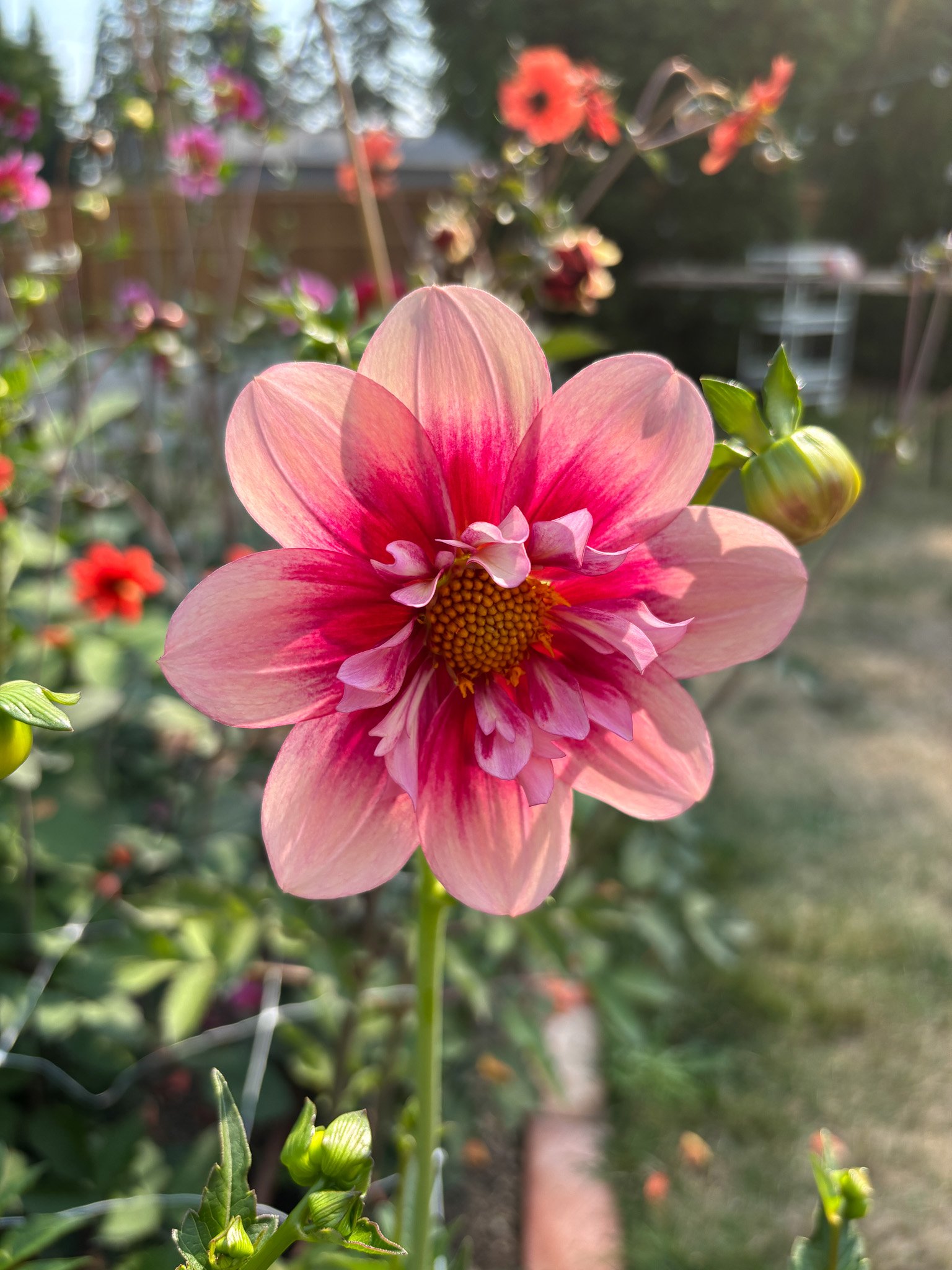 Rhubarb and Custard 01.jpg