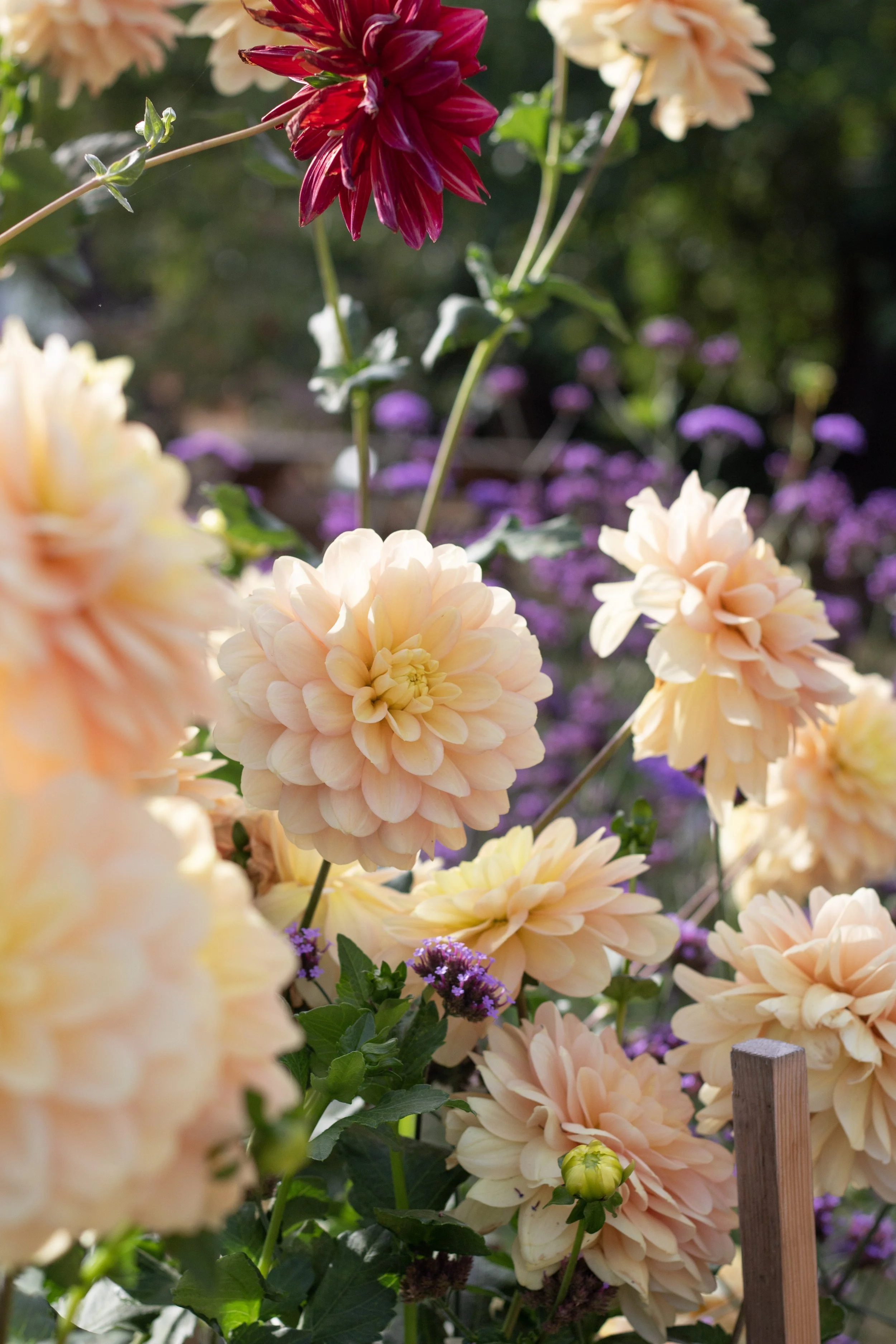 How to keep pests out of my dahlias