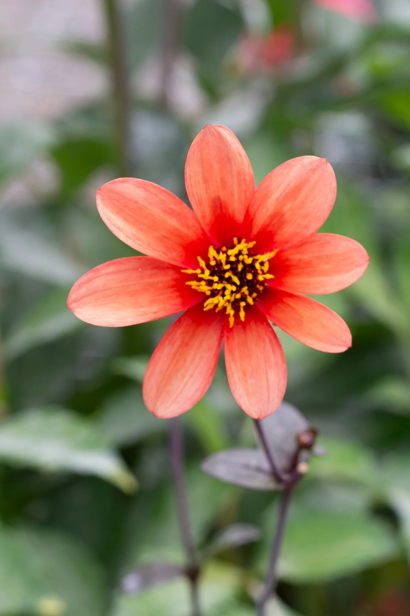 Burnt Sienna Mini 01.jpg