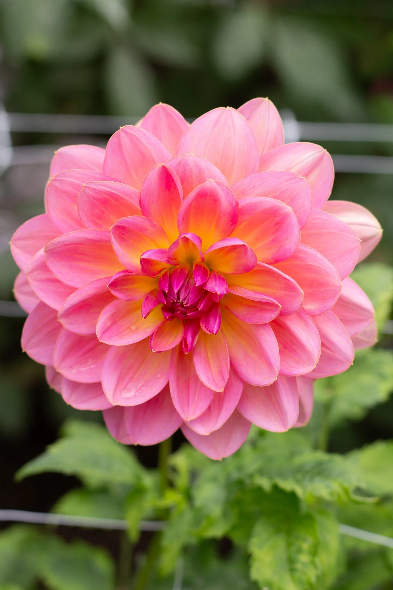 Carolyn Wagner 20.jpg