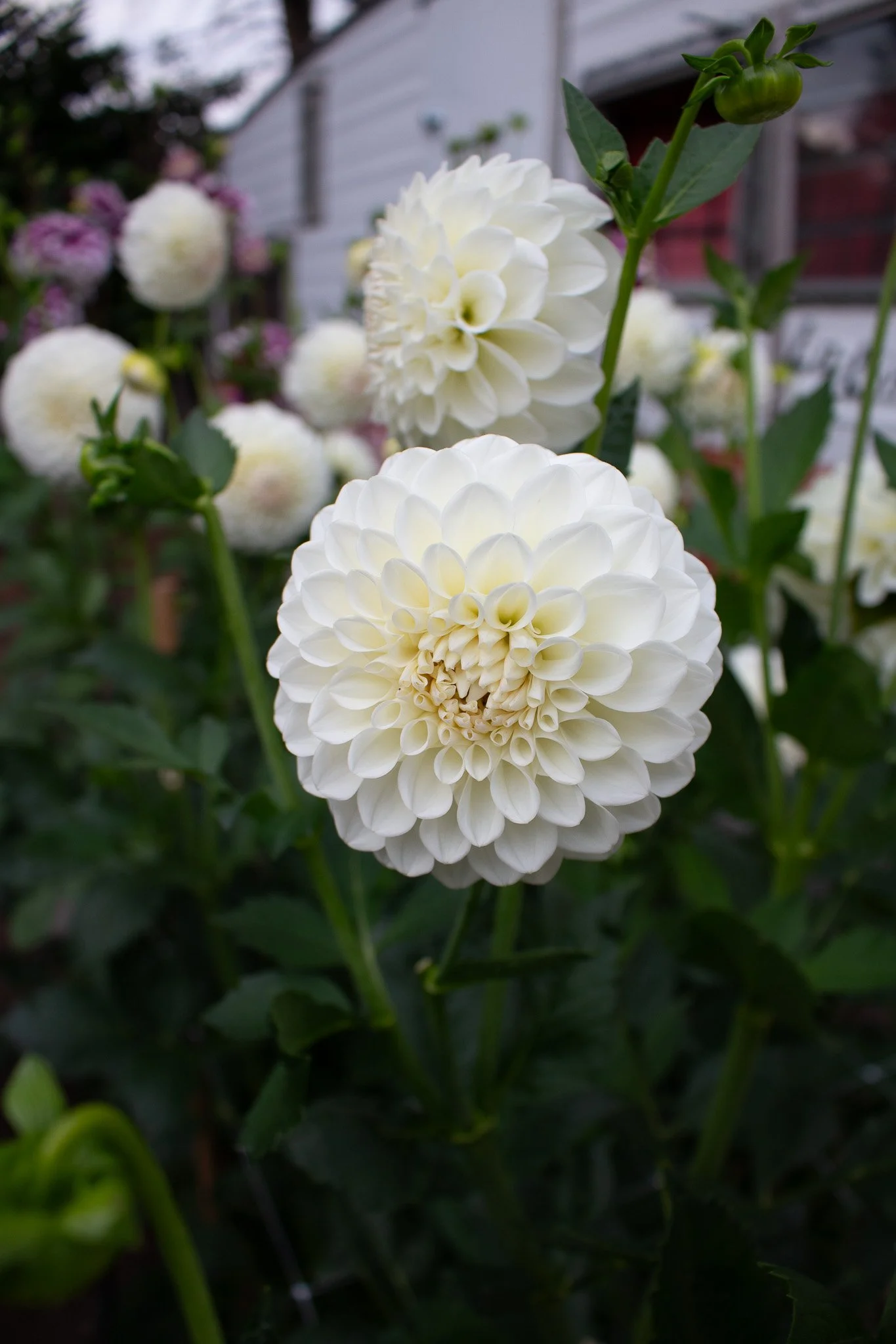 Angelas White 01.jpg