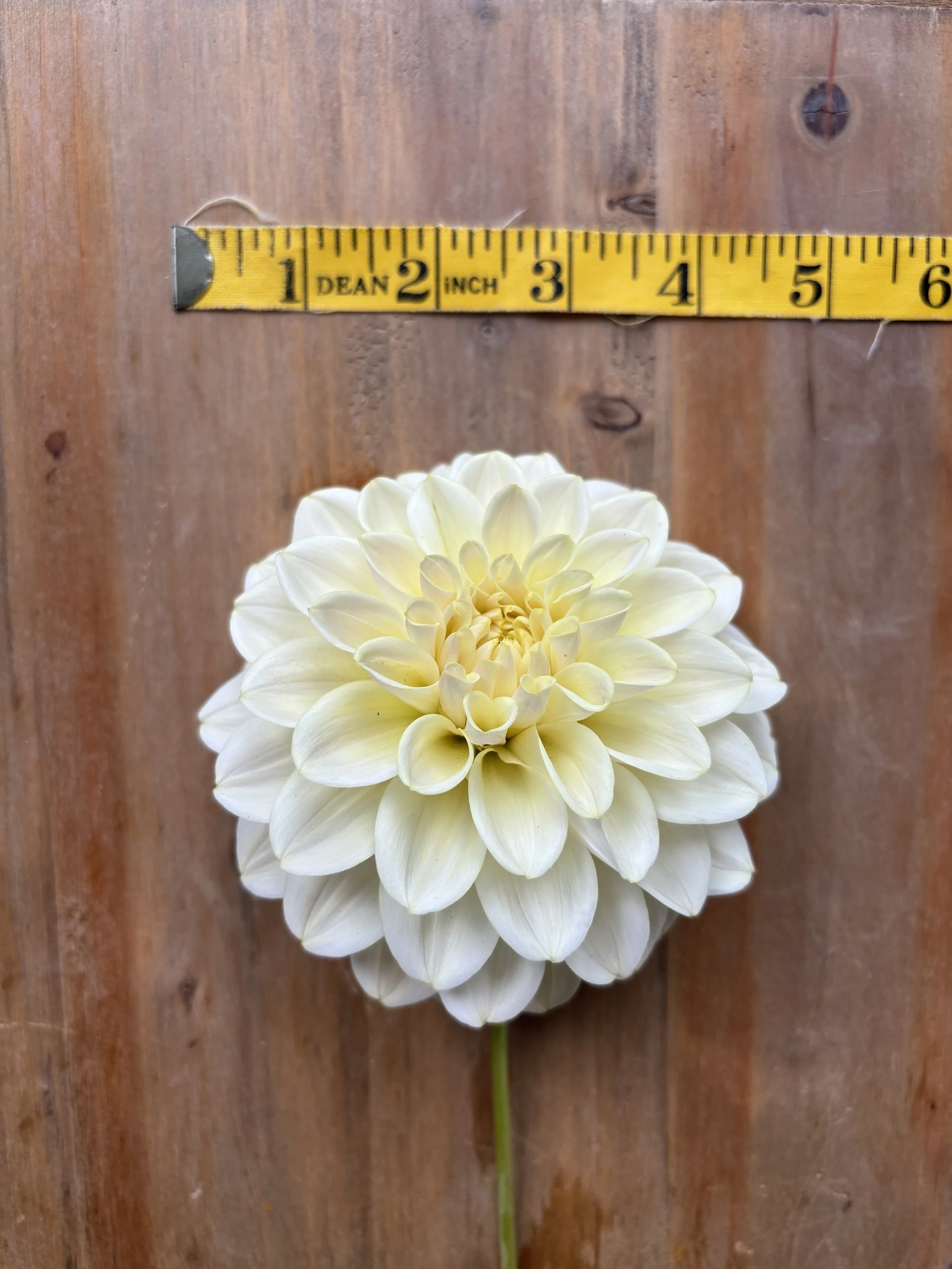 Dahlia : Caramel Antique