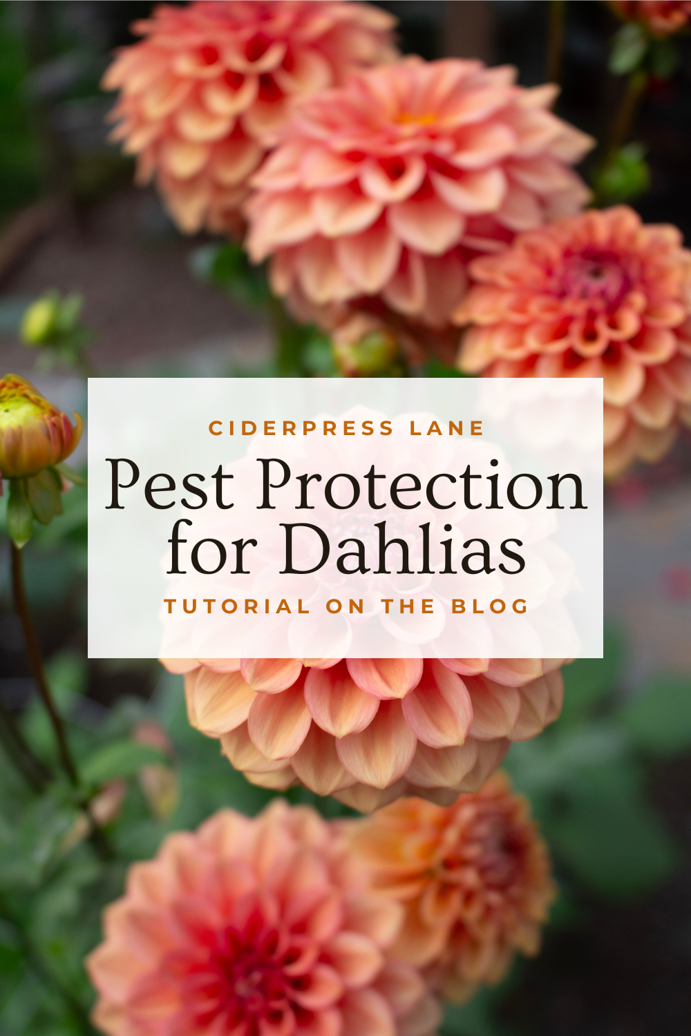 keeping dahliuas pest free