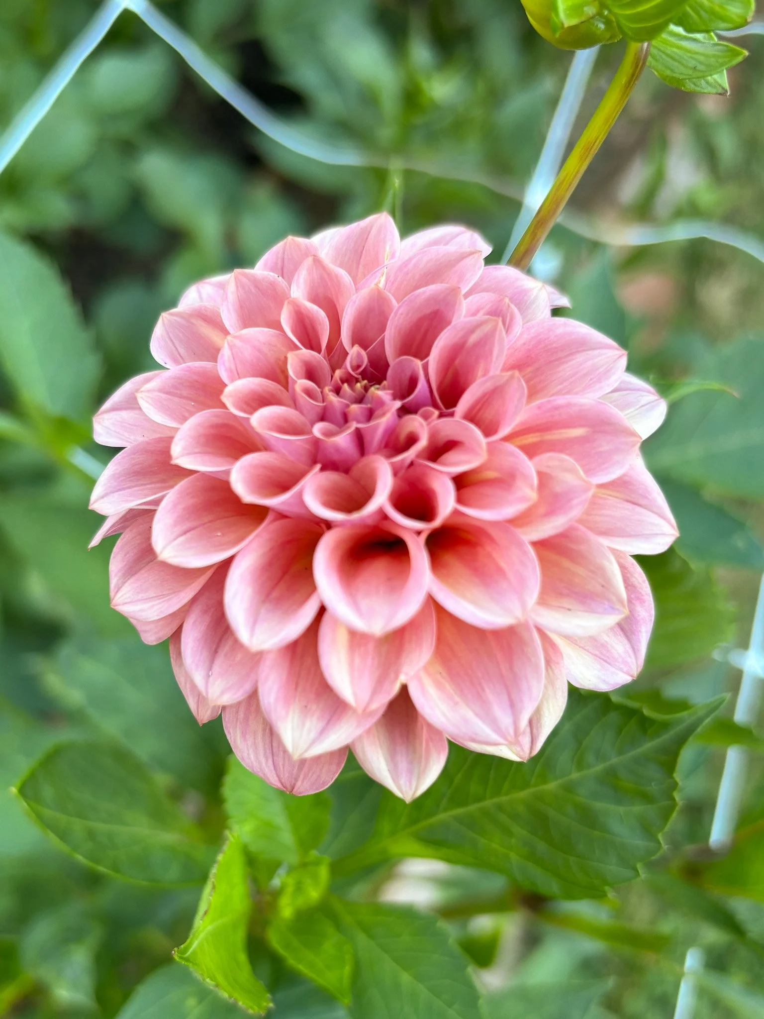 Rock Run Ashley 02-2.jpg