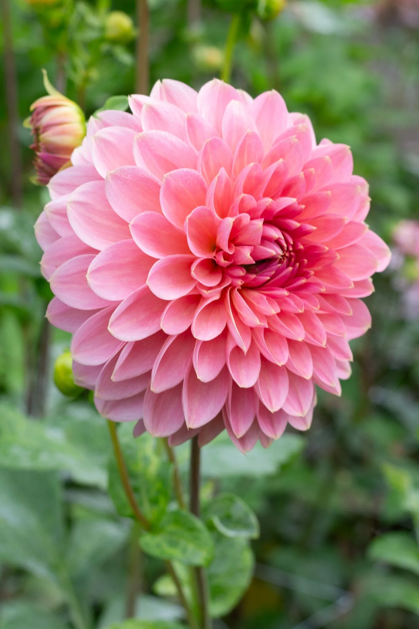 Askwith Minnie 21.jpg