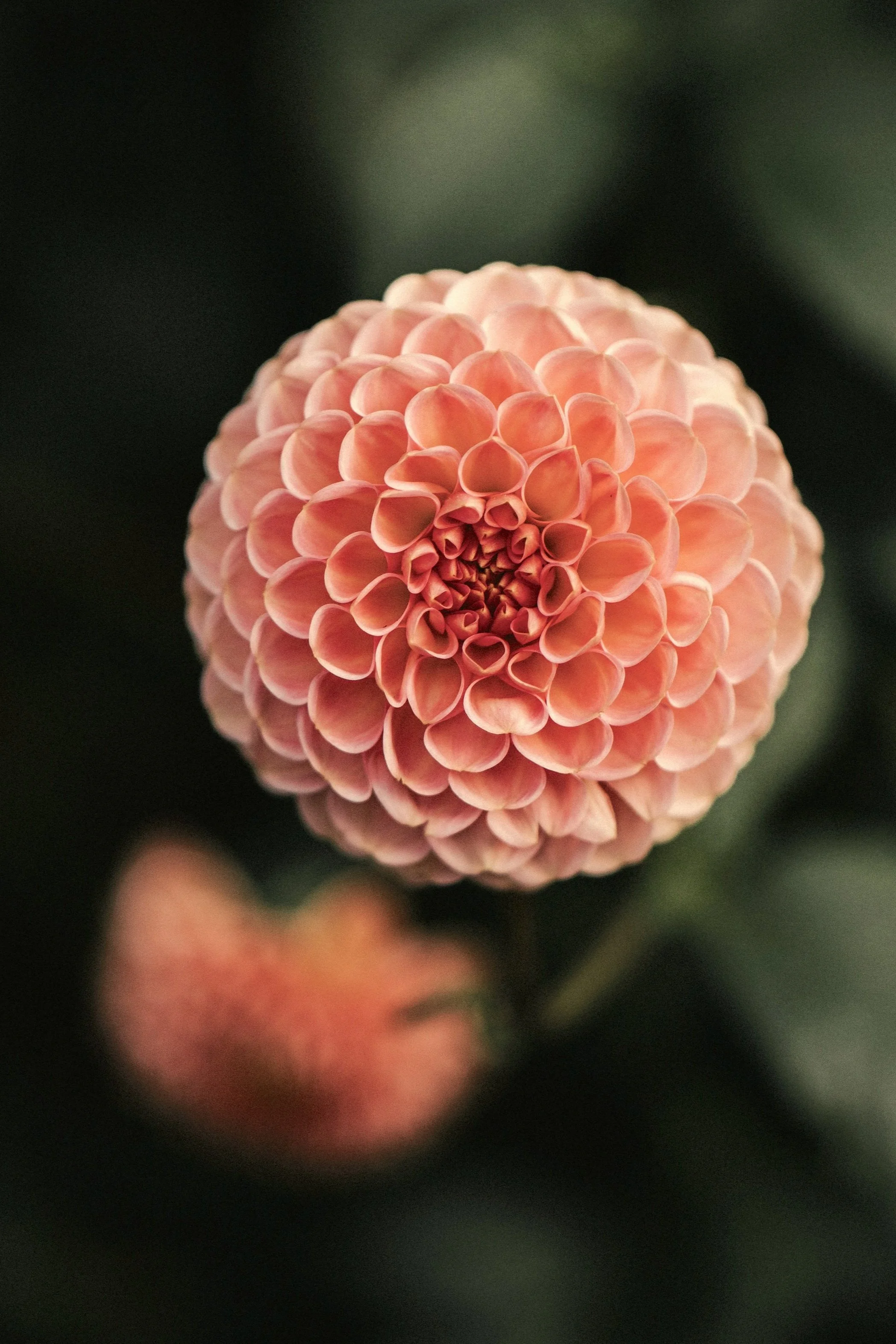 Dahlia : Cornel Bronze