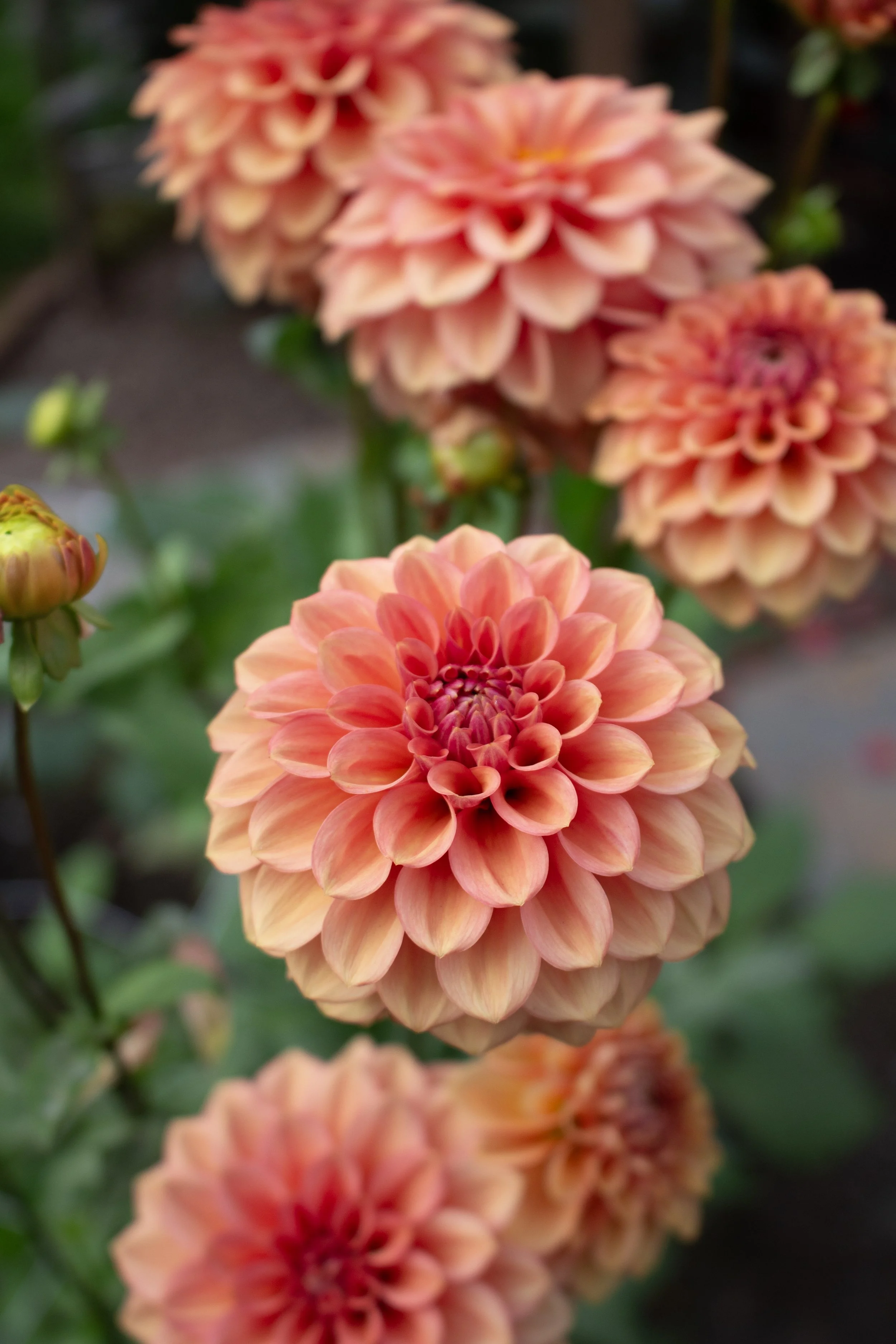 keeping pests off dahlias