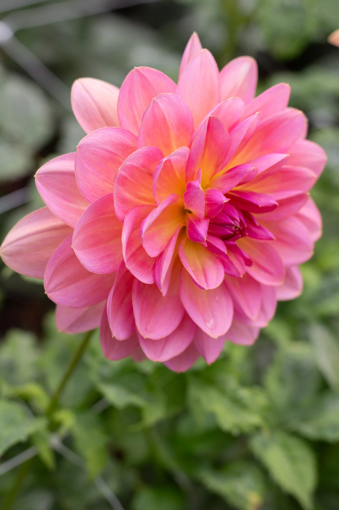 Carolyn Wagner 21.jpg