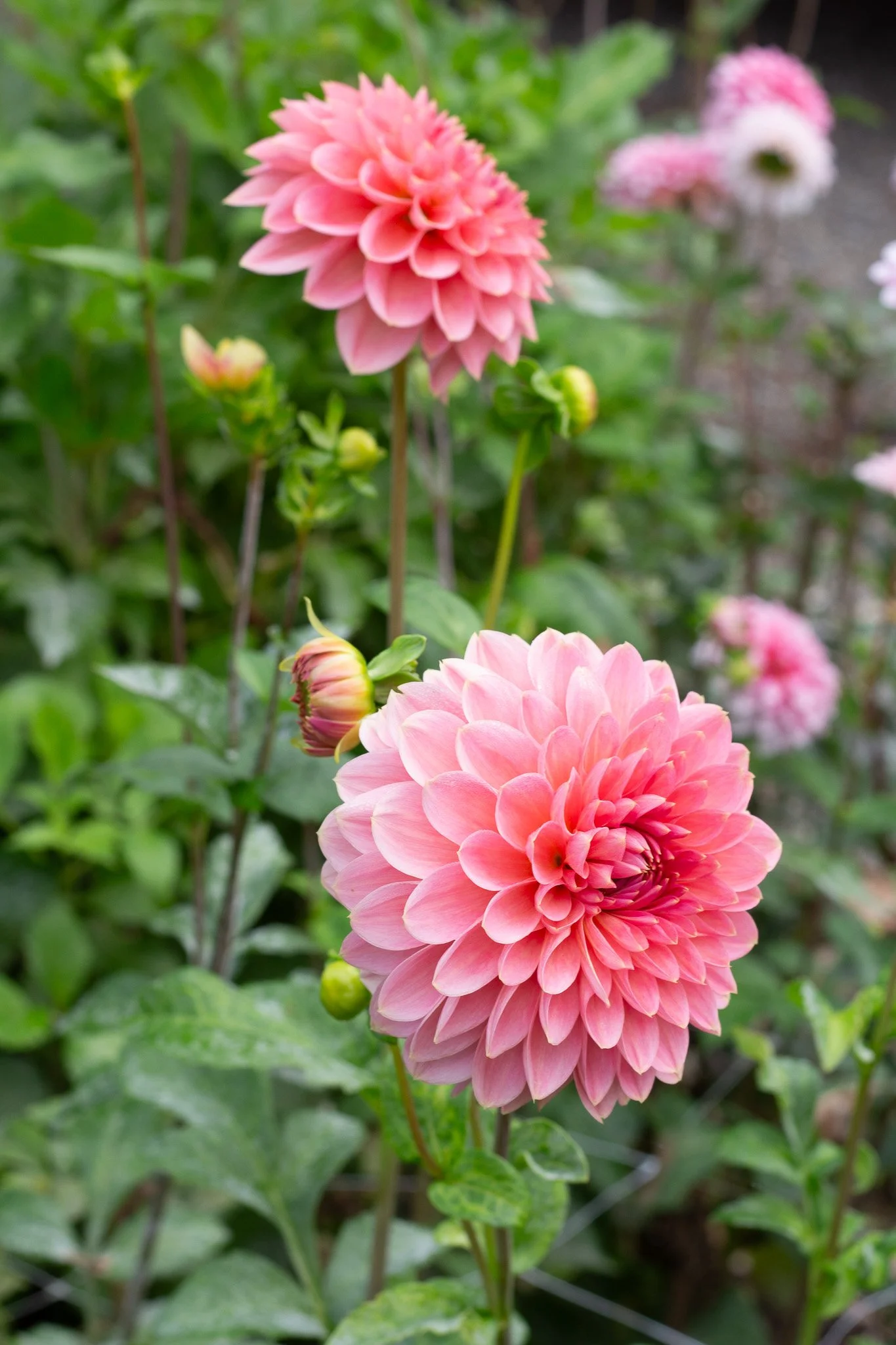 Askwith Minnie 20.jpg