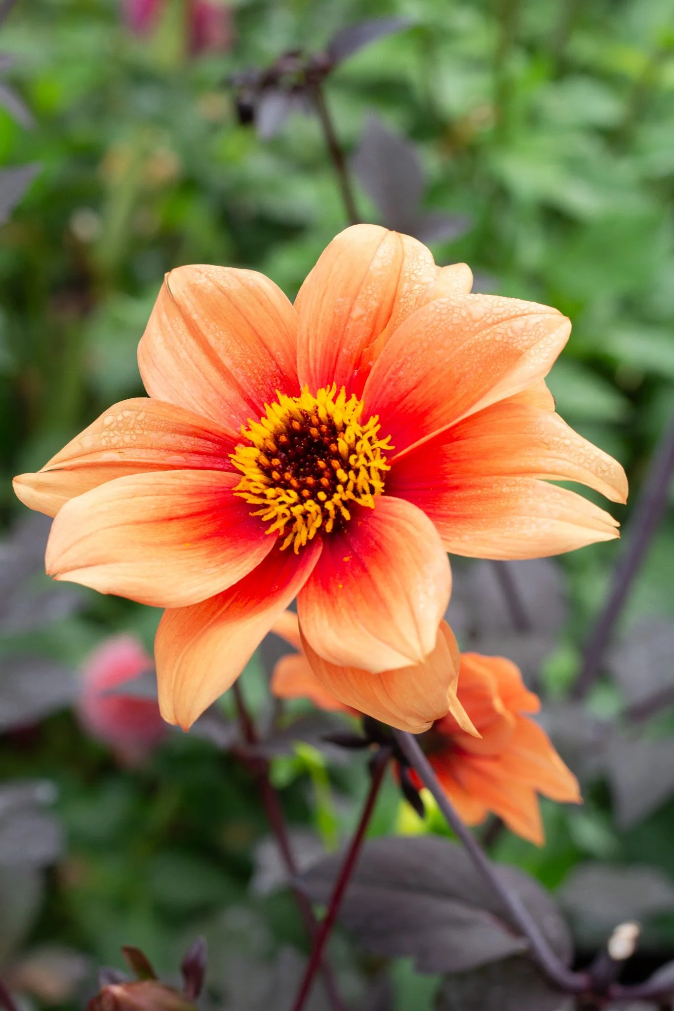 Bishop of Fire 21.jpg