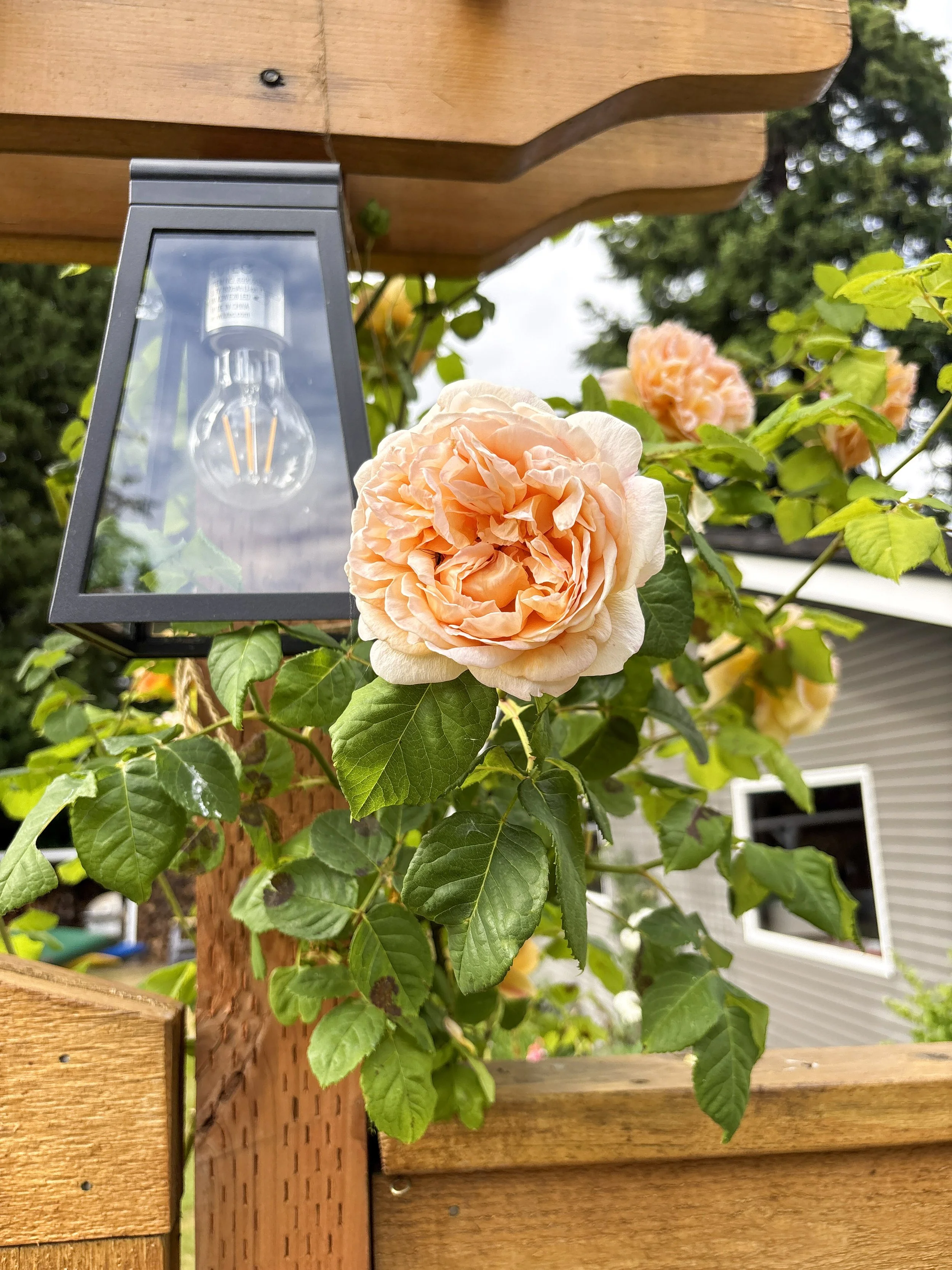 how to fertilize climbing roses