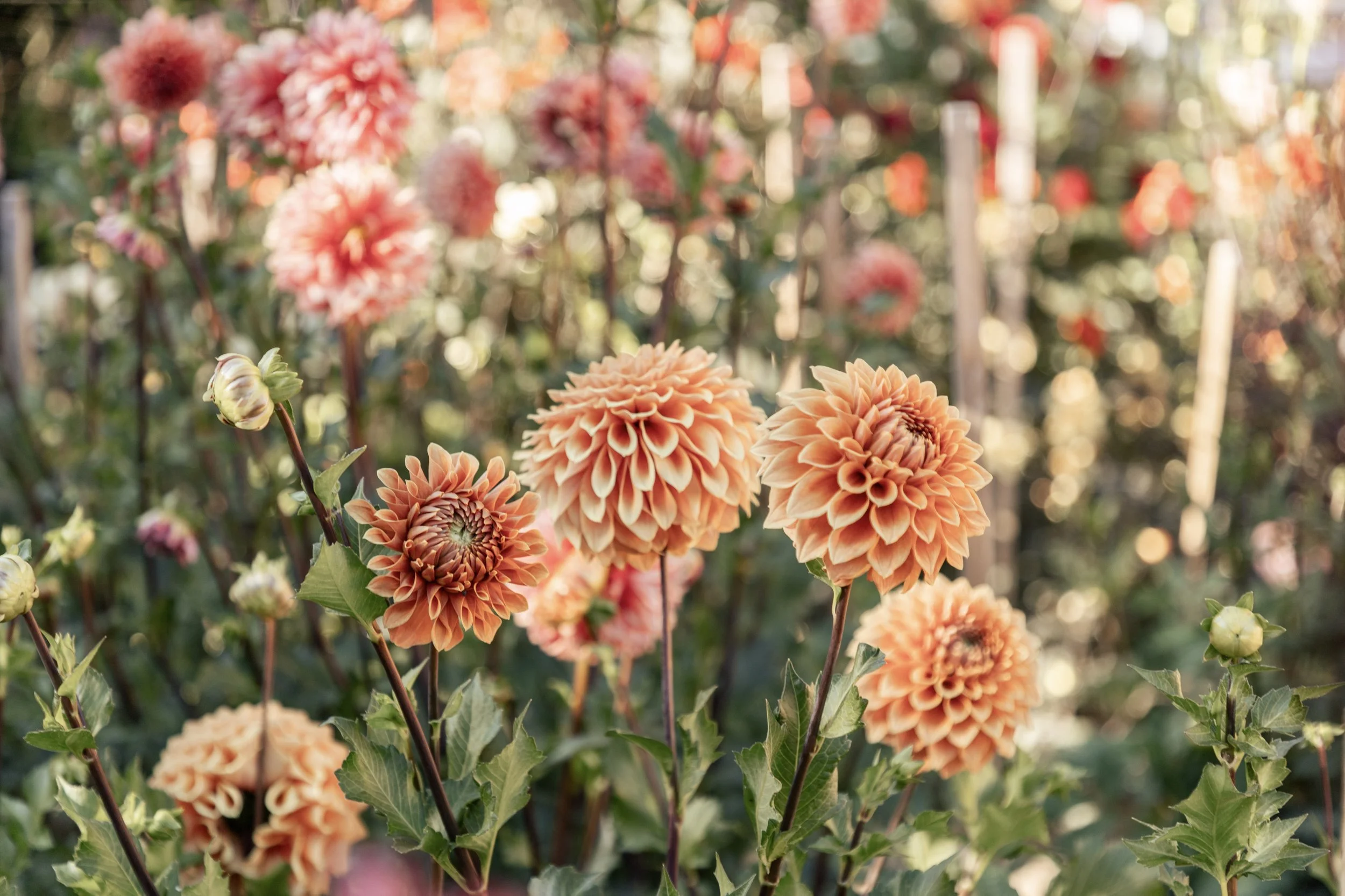 why are my dahlias so skinny wobbly leggy delicate