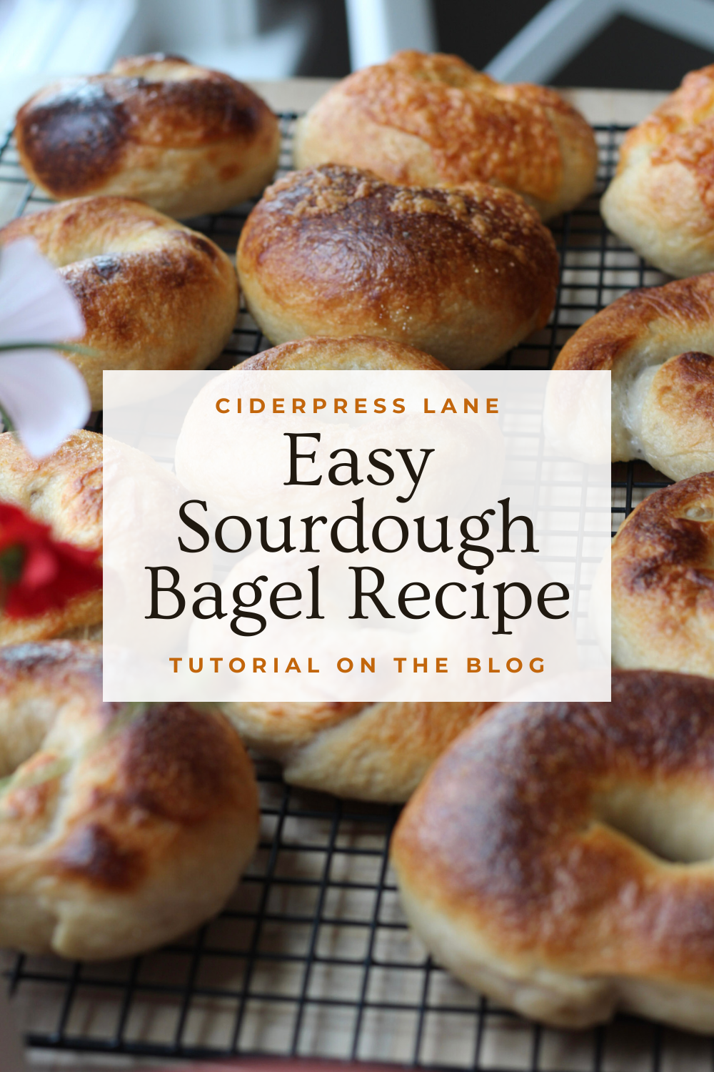 no stress great and good sourdough bagels