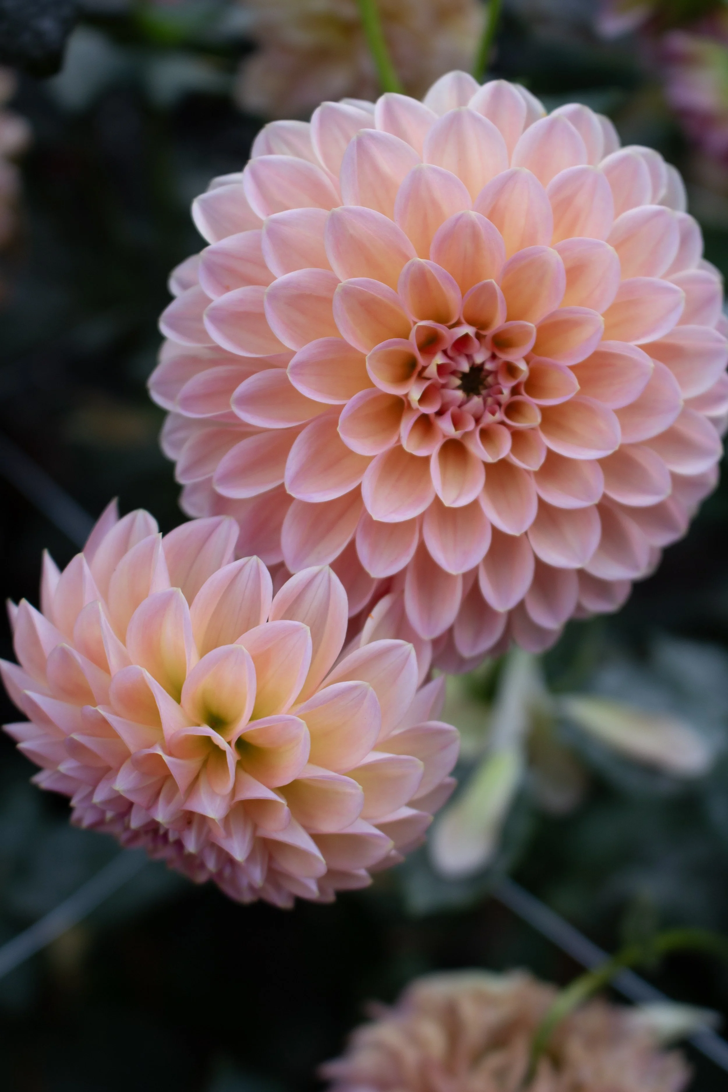 why do my dahlias only have leaves