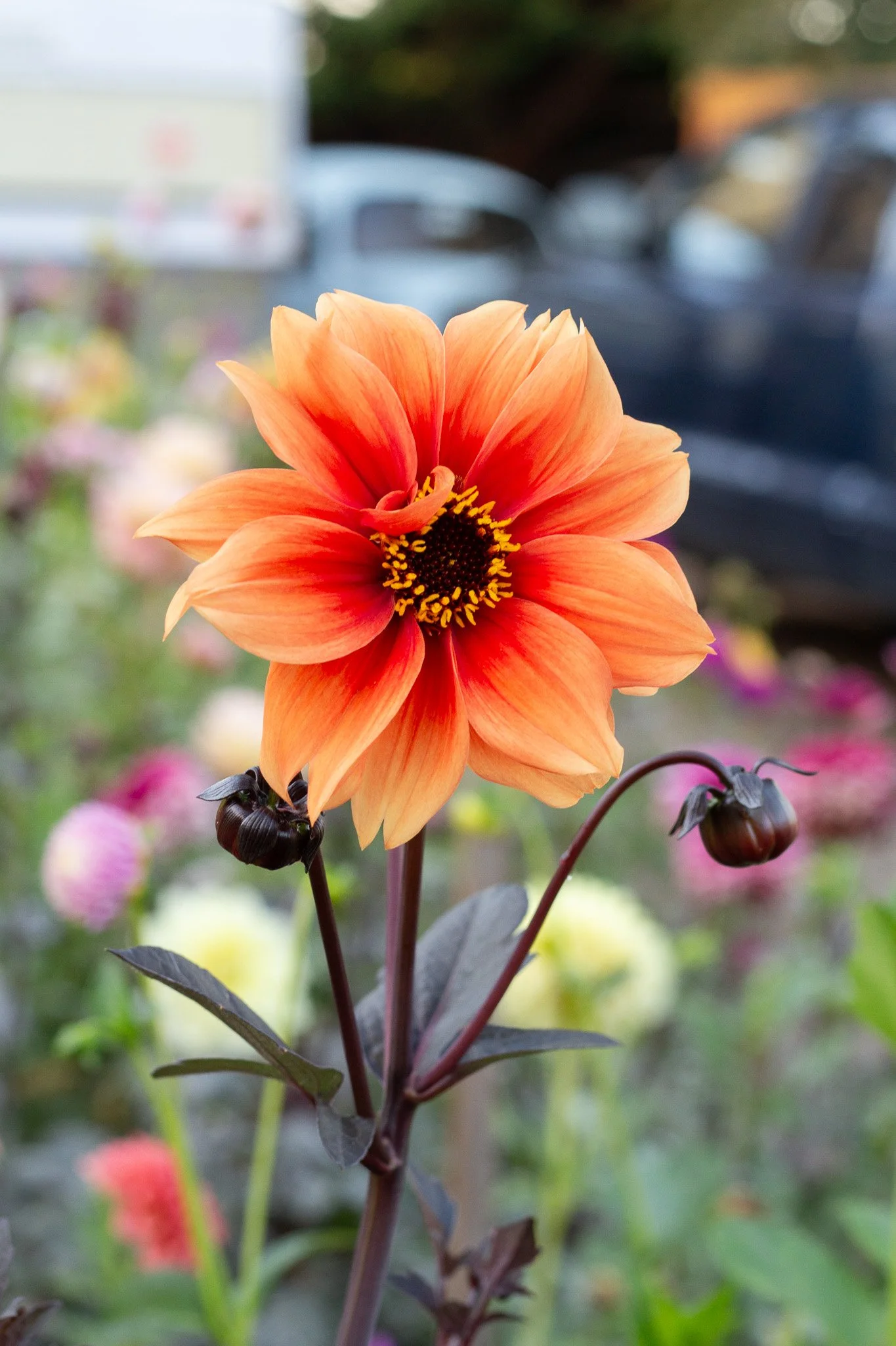 Bishop of Fire 04.jpg