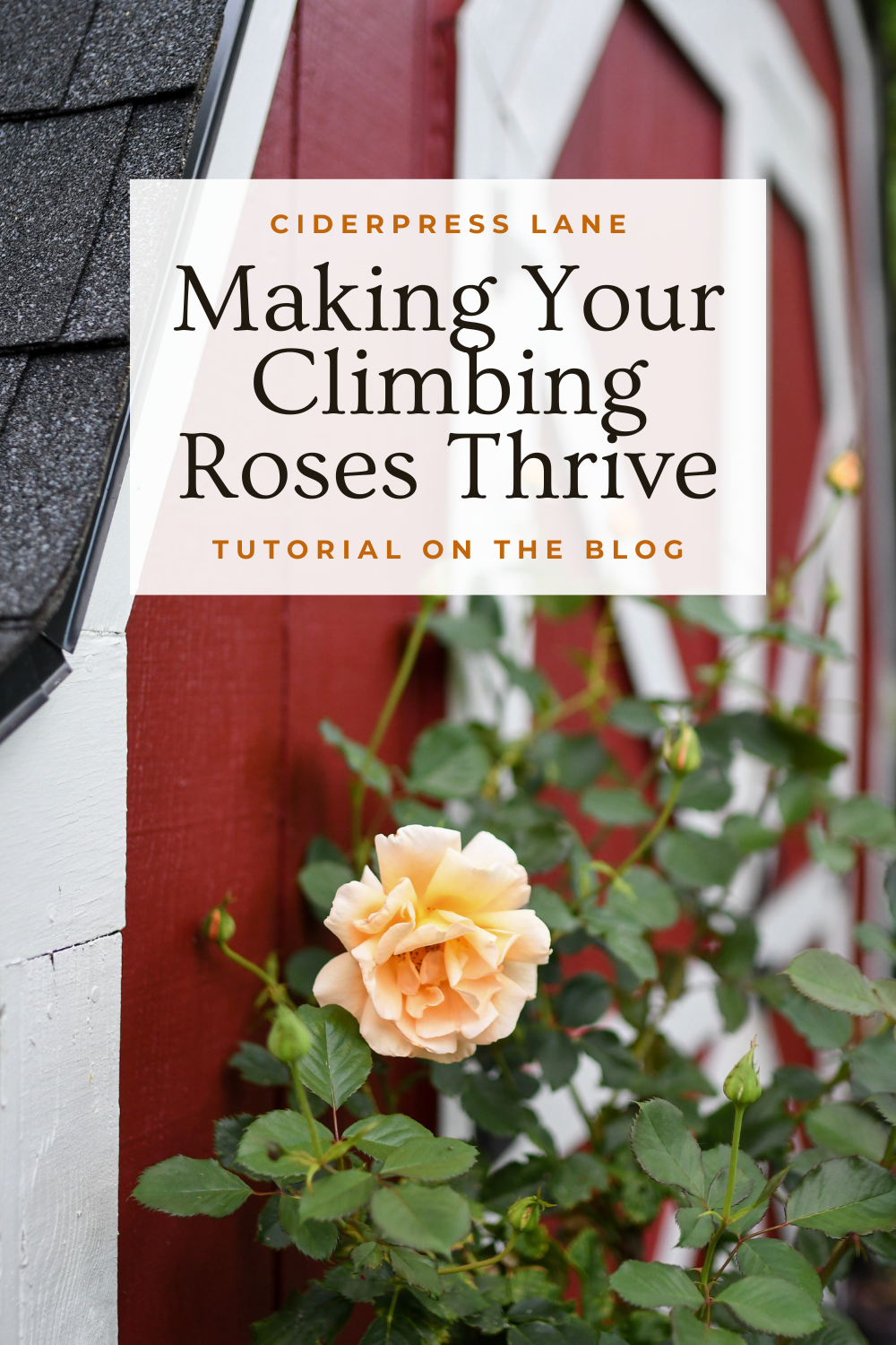 anchoring and fertilizing climbing roses