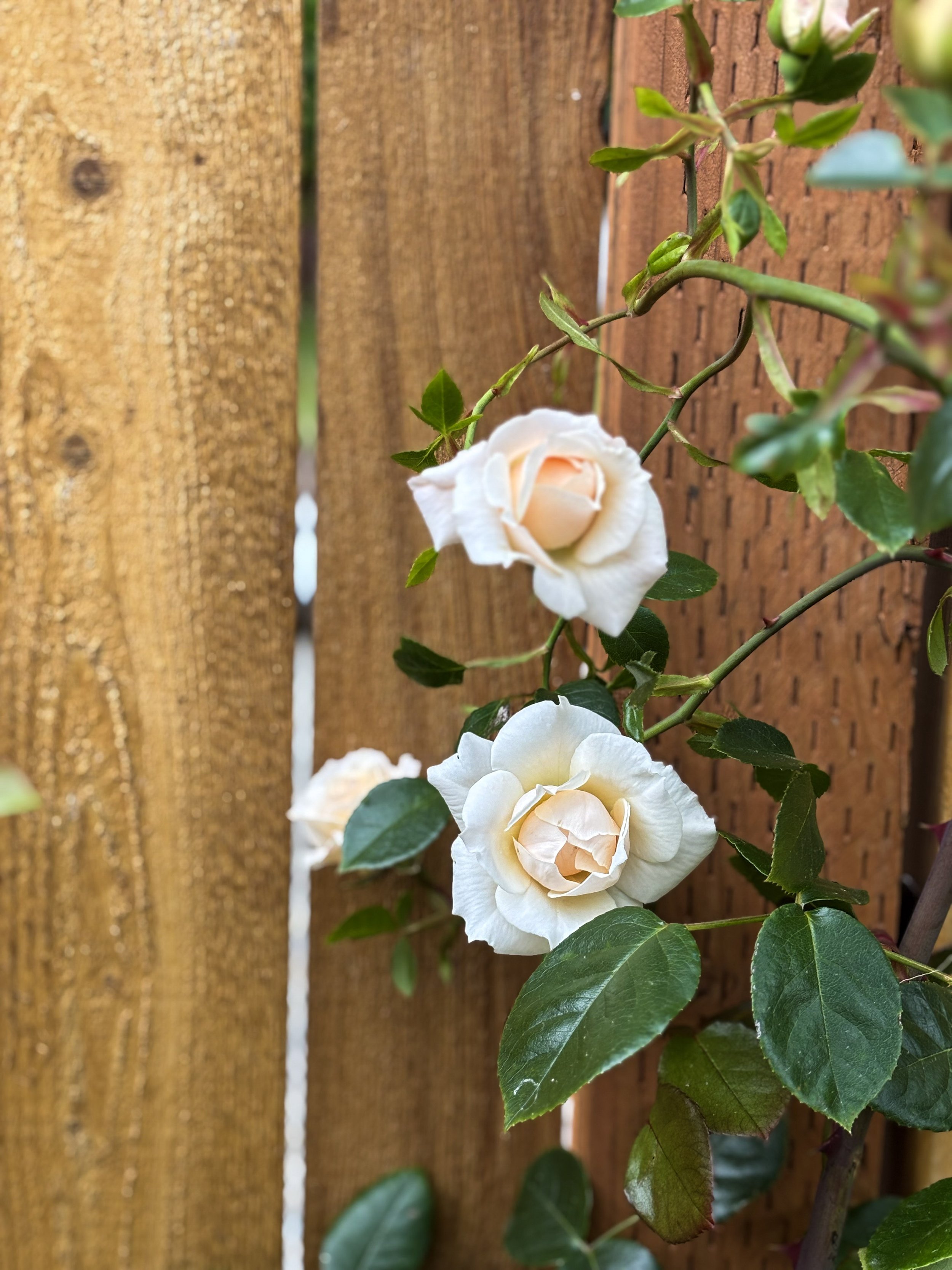 When to prune climbing roses