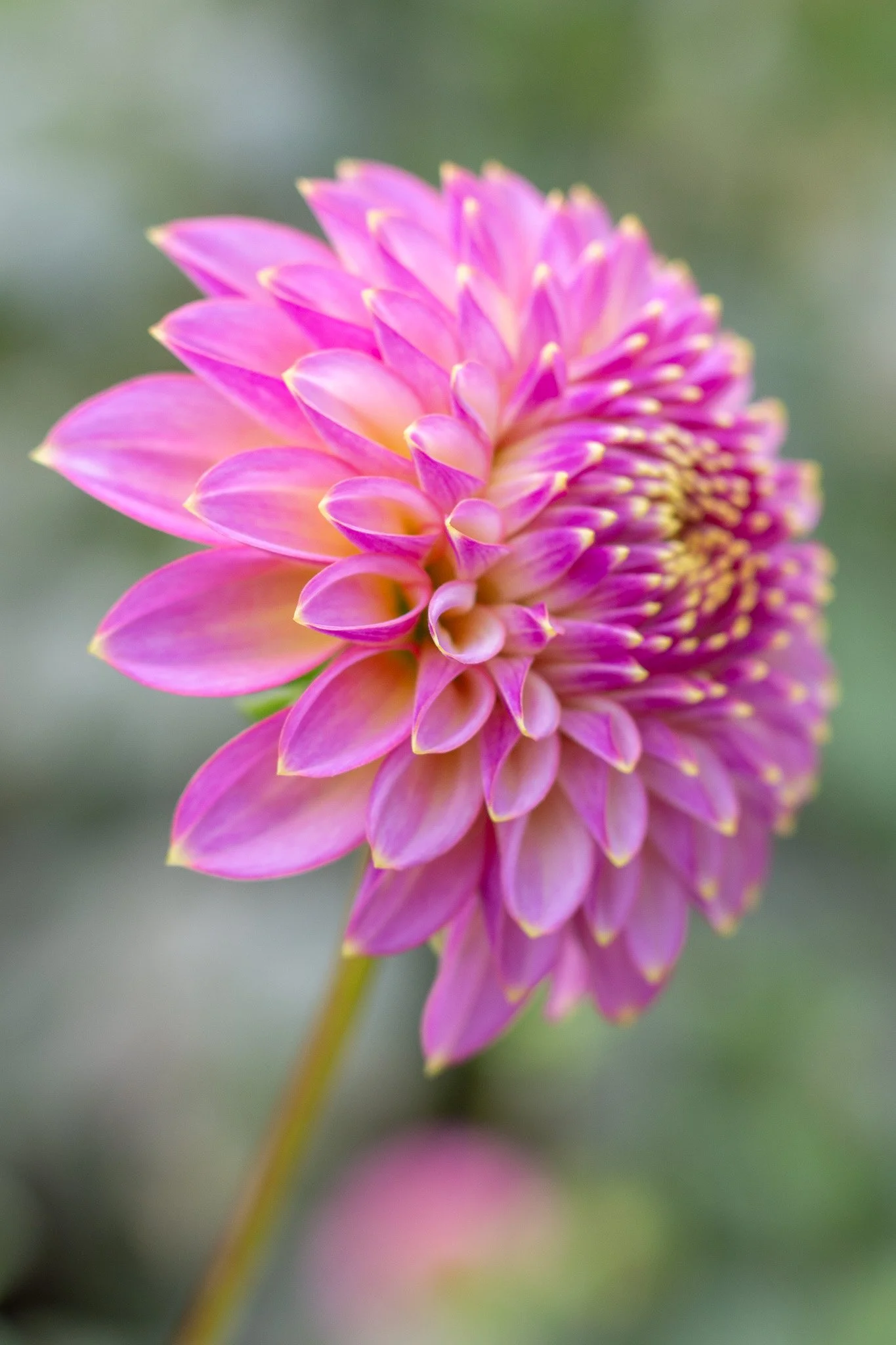 Skipley Spot of Gold 24.jpg