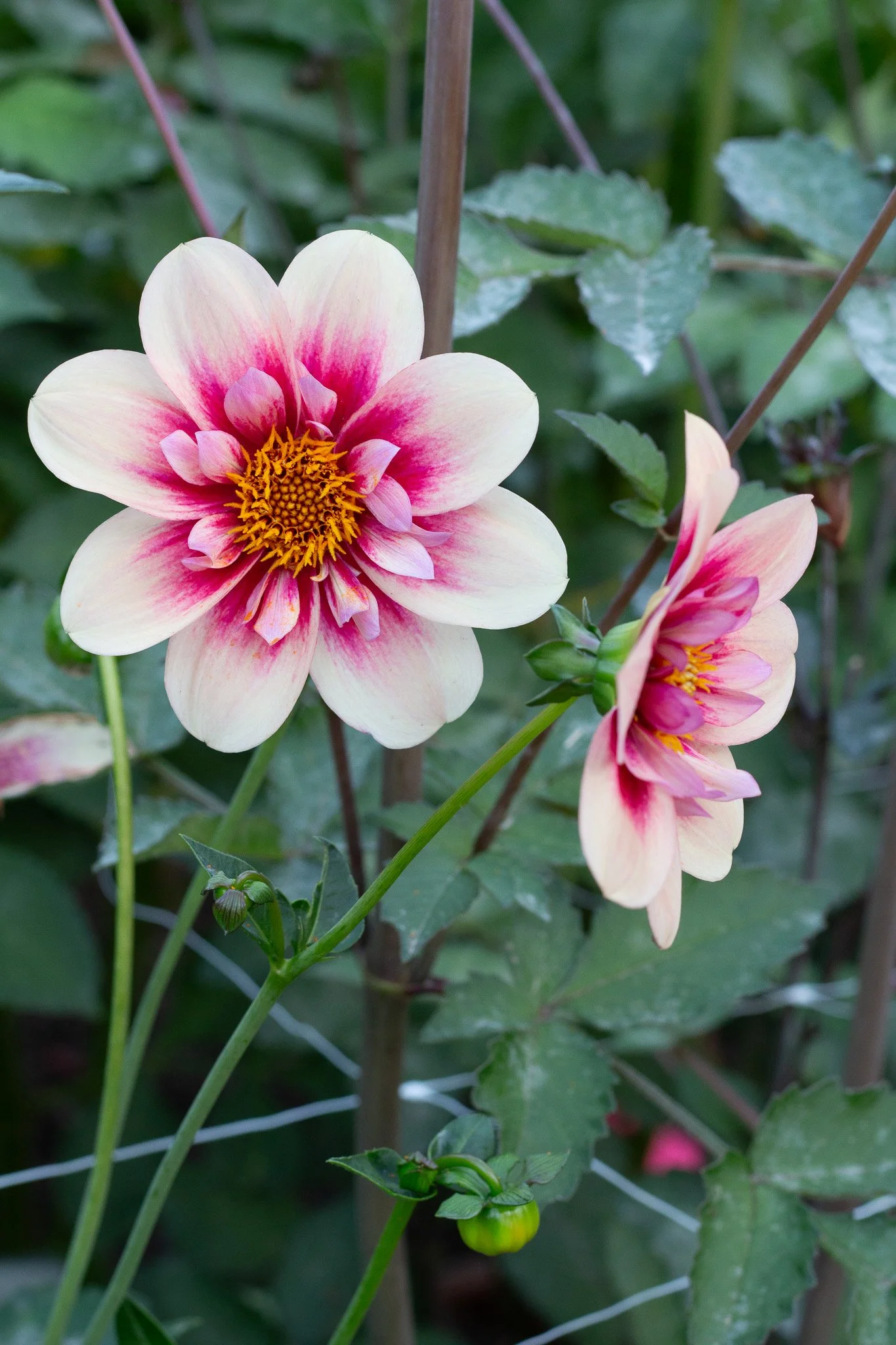 Rhubarb and Custard 12.jpg