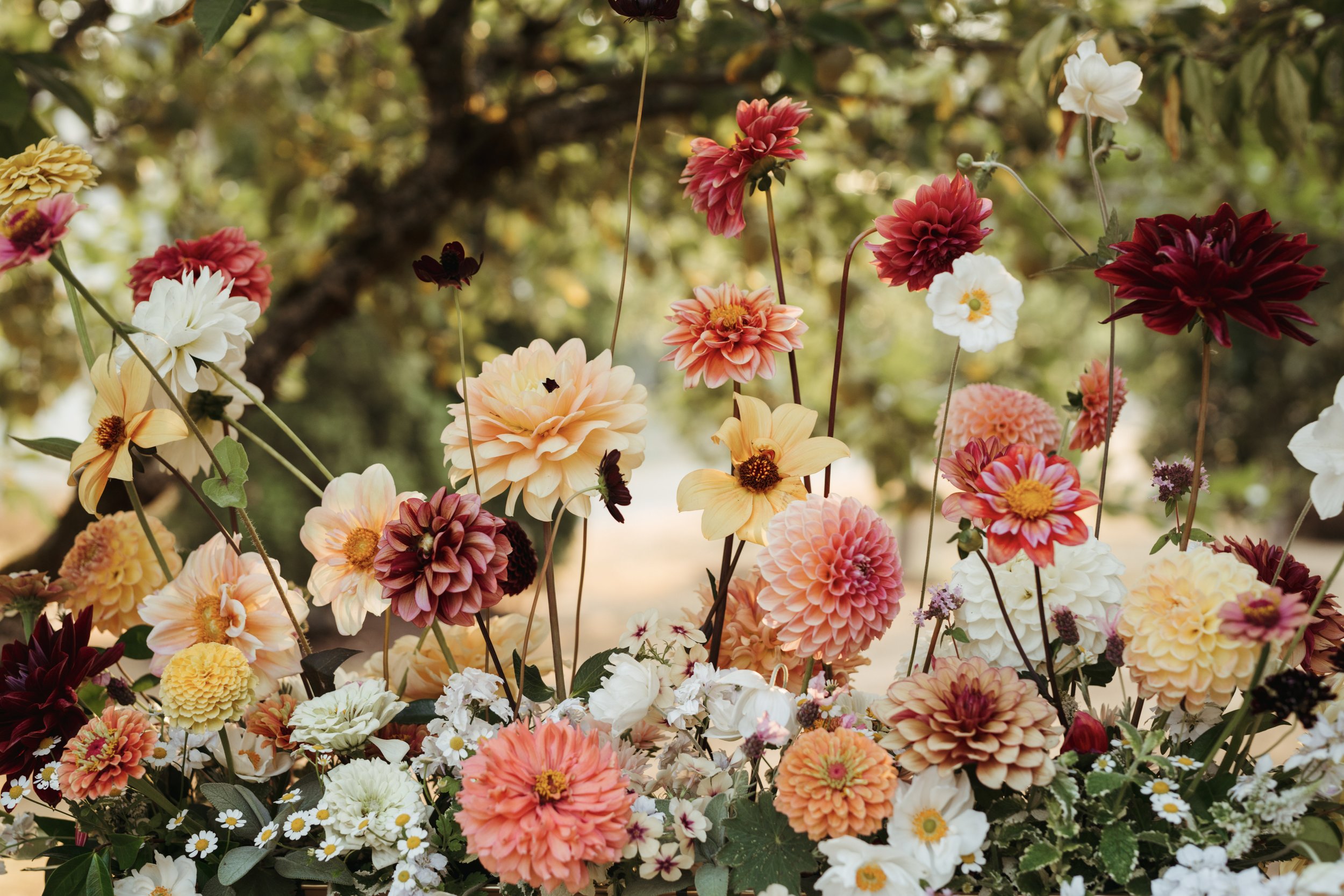 keeping pests off dahlias pest protection