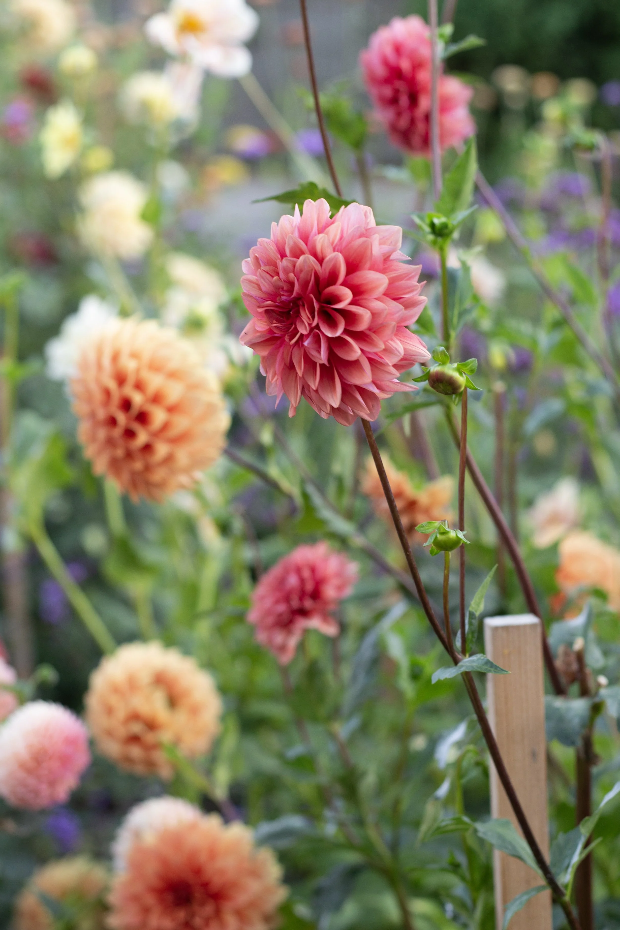 what fertilizer do dahlias need