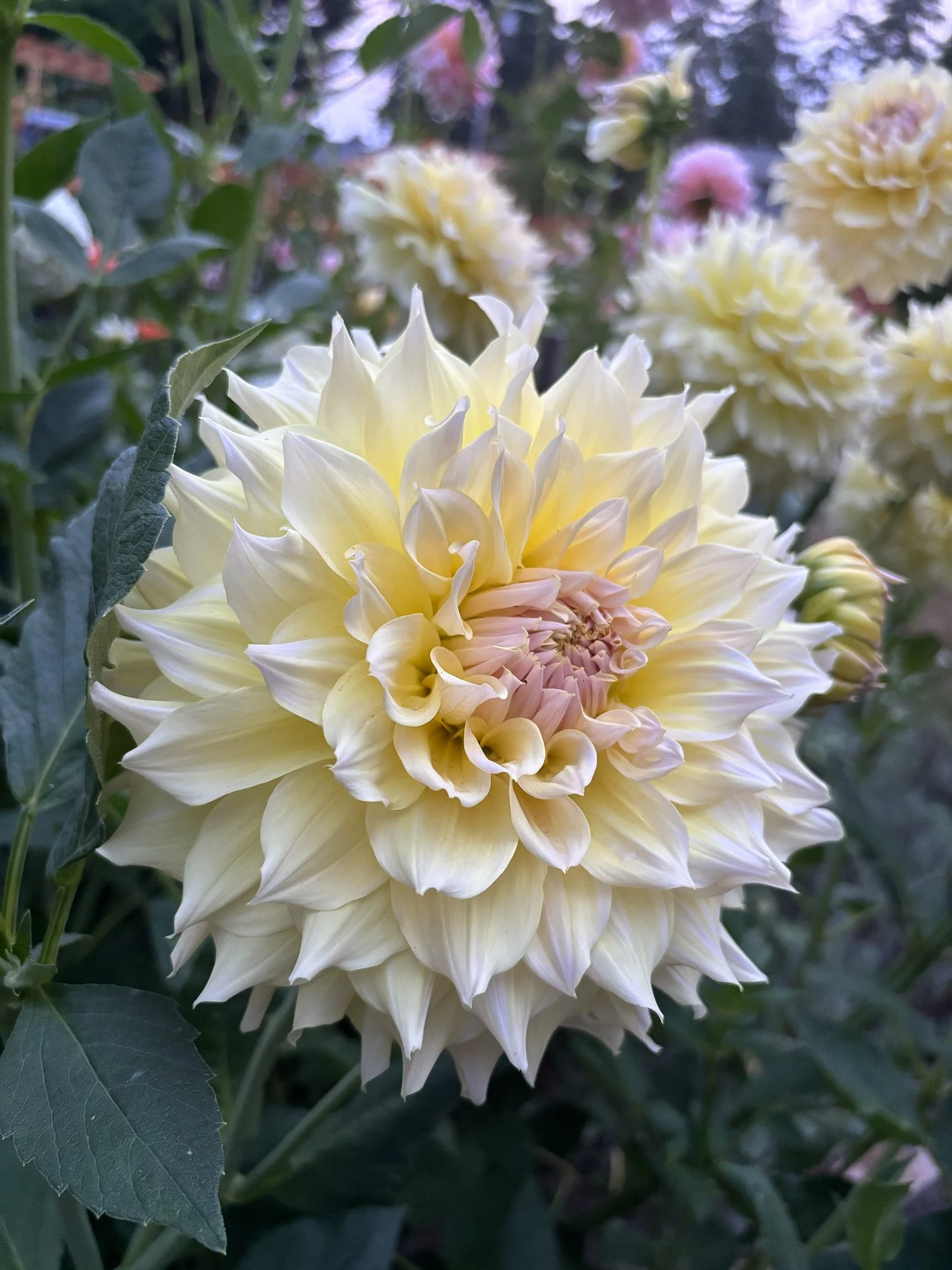 Westerton Lillian 17.jpg