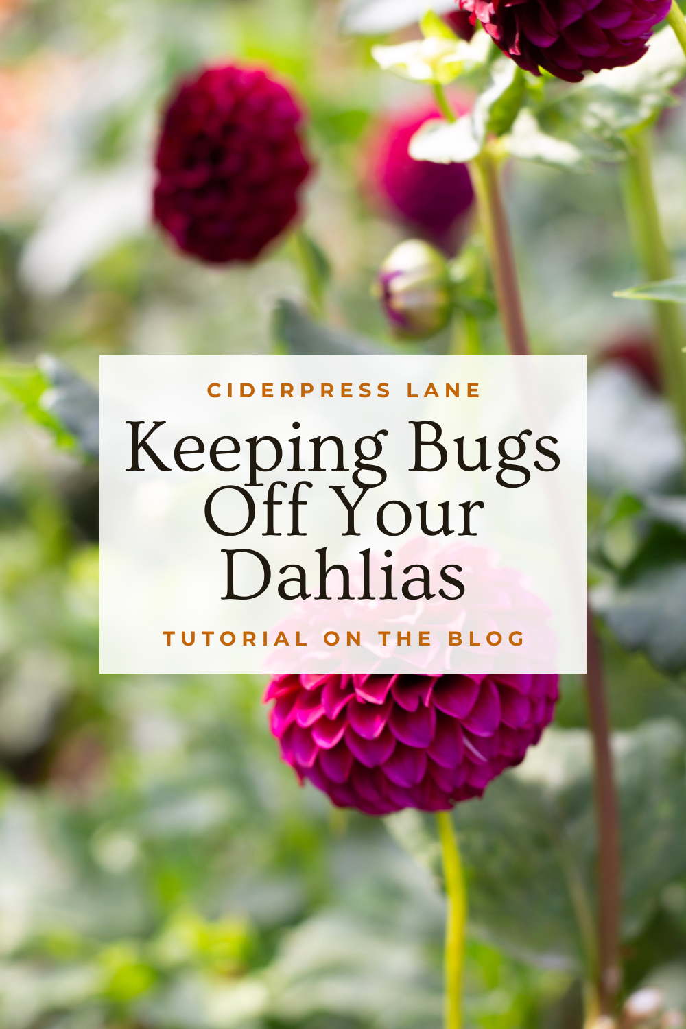 pest protectong dhalias