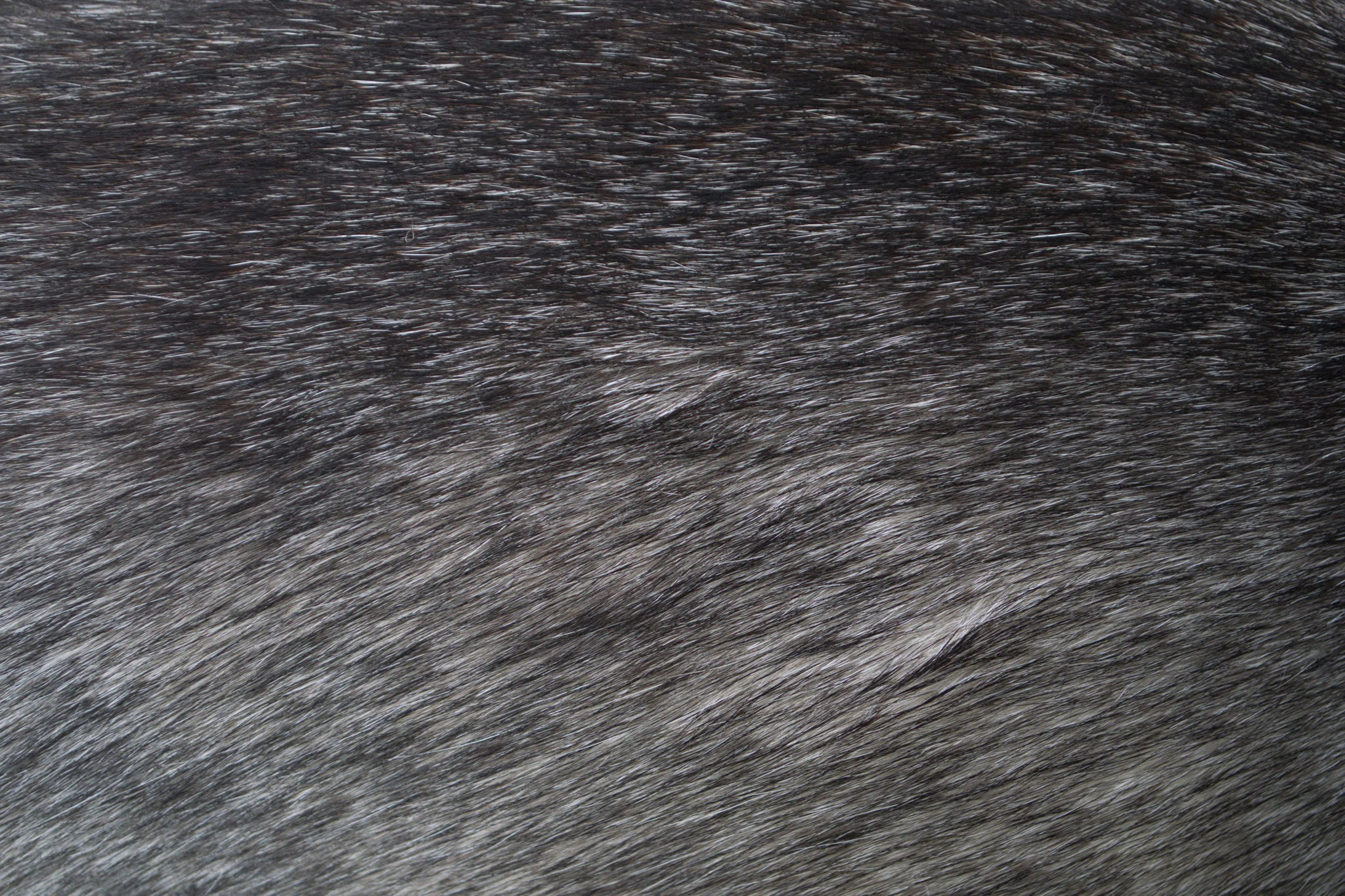 dog_hair.jpg