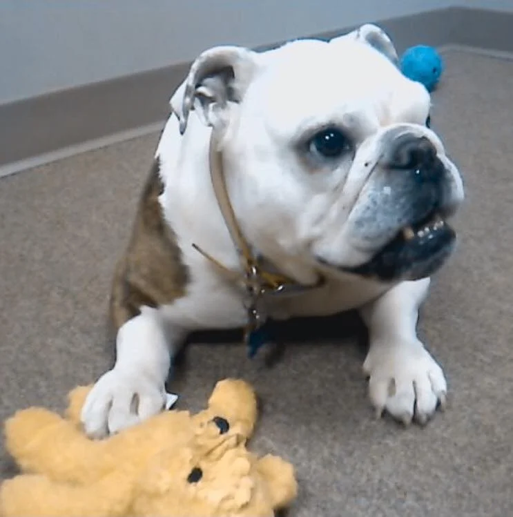 DR. MERKLEY LIKES ME BECAUSE HE HAS MET HIS MATCH