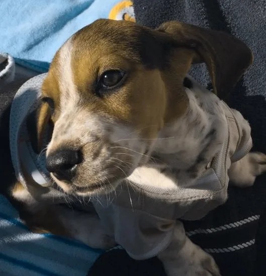 Charlie Sue is a nine week old Basset up for adoption. Oh Charlie Sue, those ears!