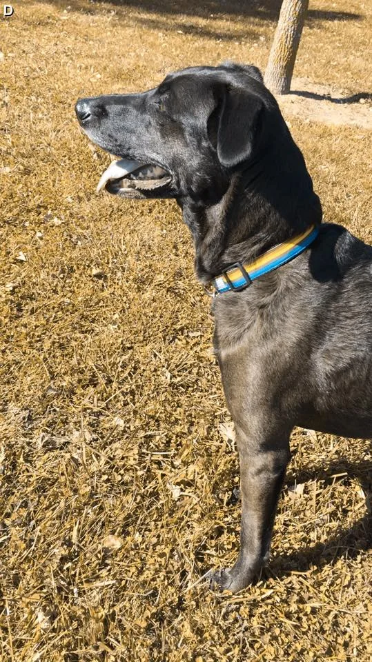 It is quite possible that one of Joy's 57 breeds is Beagle...