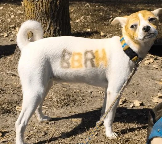 BASSET AND BEAGLE RESCUE OF THE HEARTLAND 10TH ANNIVERSARY AND REUNION