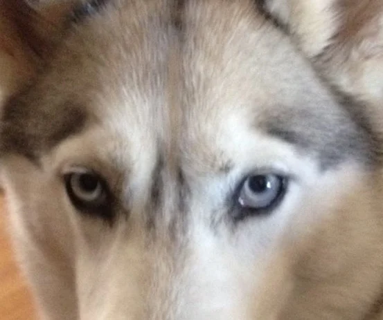 VET TECHS ARE AWESOME