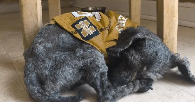 NOT YET READY TO SAY GOODBYE TO NOODLE THE POODLE, PART 2