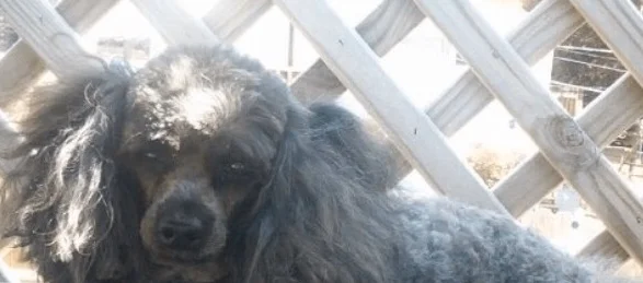 THAT’S NOODLE FOR YOU