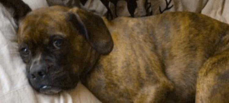 IF YOU GIVE A PUP A COOKIE, HE WILL BE EXCITED