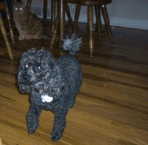 MAX THE CAT AND NOODLE THE POODLE