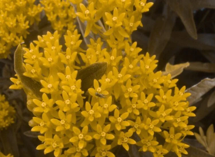 I HAVE BEEN MEANING TO TELL YOU