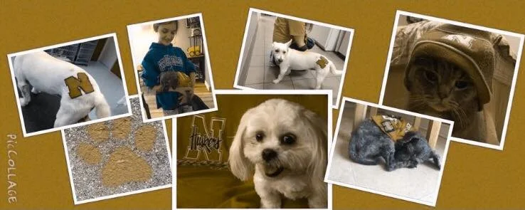 THE IMPORTANCE OF OPEN ENDED QUESTIONS