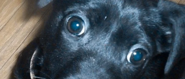 SEASONS OF JOY (THE PUPPY)