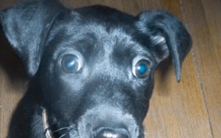 SEASONS OF JOY (THE PUPPY), PART 3