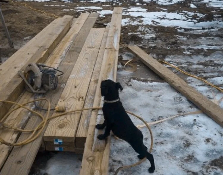 TO THE ORIGINAL CARETAKER OF JOY THE PUPPY