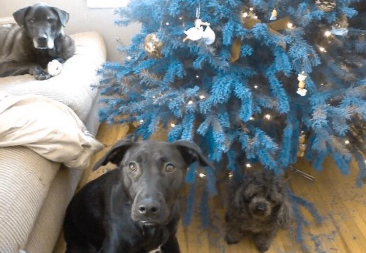 WALKING IN A WINTER WONDERLAND