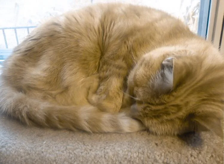 NEXT TIME YOU THINK “RABIES ONLY” THINK THIS INSTEAD