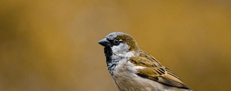 A VERY SMALL SPARROW