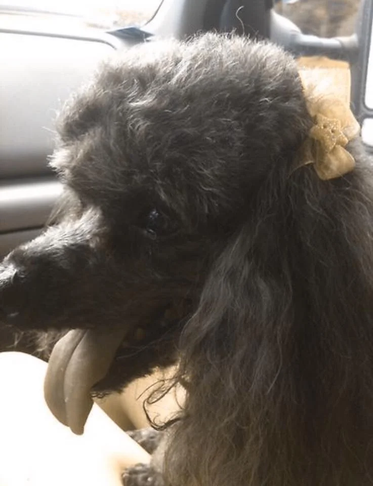 NOT YET READY TO SAY GOODBYE TO NOODLE THE POODLE
